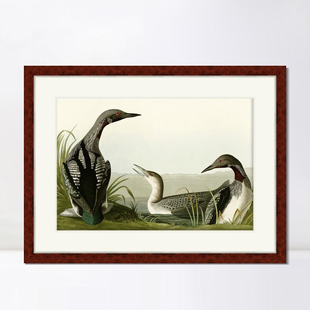 INVIN ART Framed Canvas Art Giclee Print Black Throated Diver by John James Audubon  Home Office Wall Art Decorations