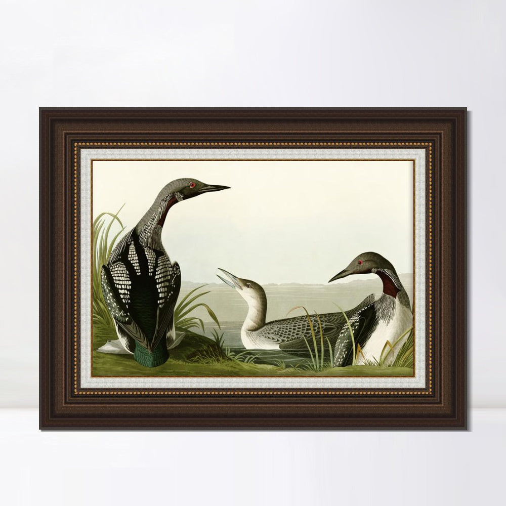 INVIN ART Framed Canvas Art Giclee Print Black Throated Diver by John James Audubon  Home Office Wall Art Decorations