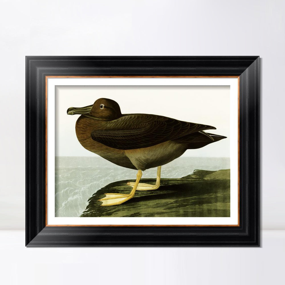 INVIN ART Framed Canvas Art Giclee Print Dusky Albatros by John James Audubon  Home Office Wall Art Decorations