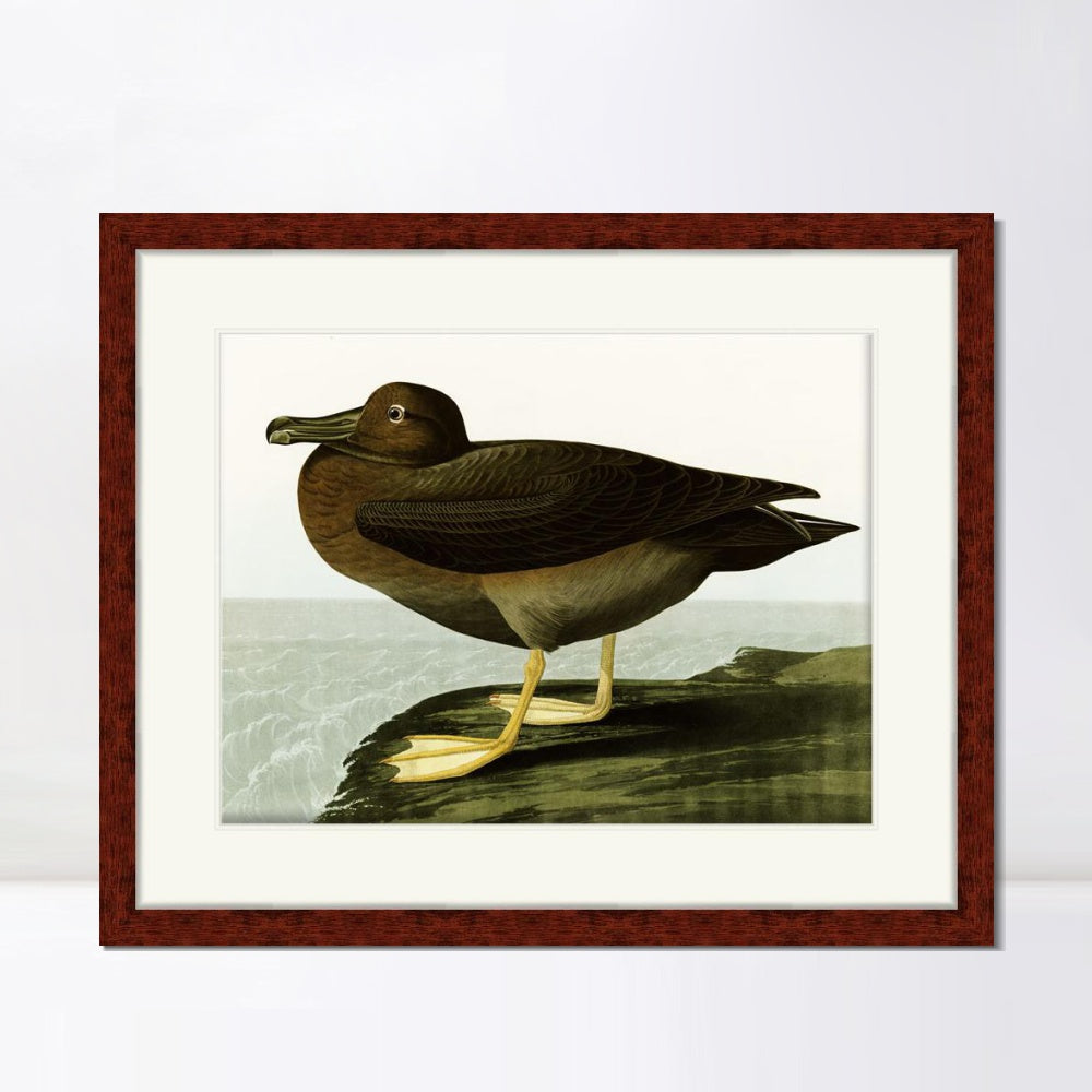 INVIN ART Framed Canvas Art Giclee Print Dusky Albatros by John James Audubon  Home Office Wall Art Decorations