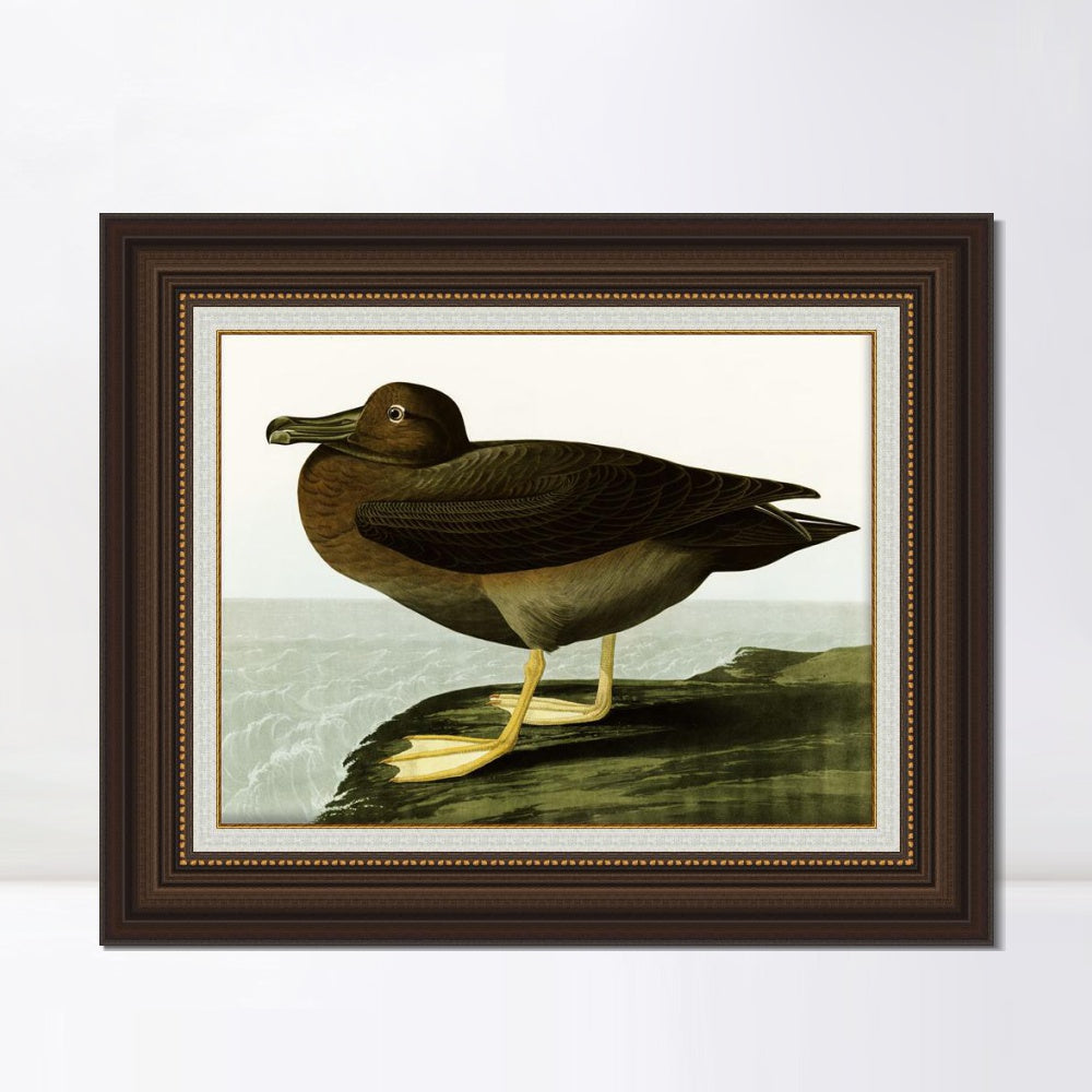 INVIN ART Framed Canvas Art Giclee Print Dusky Albatros by John James Audubon  Home Office Wall Art Decorations