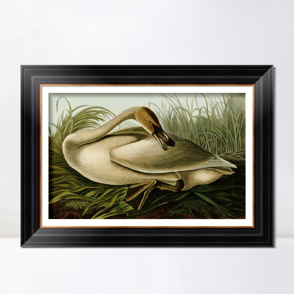 INVIN ART Framed Canvas Art Giclee Print Trumpeter Swan by John James Audubon  Home Office Wall Art Decorations