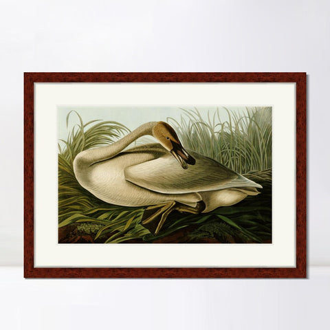 INVIN ART Framed Canvas Art Giclee Print Trumpeter Swan by John James Audubon Living Room Home Office Wall Art Decorations