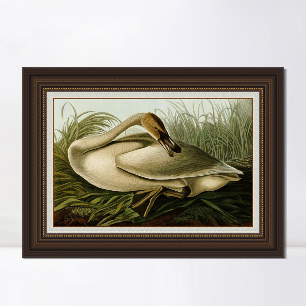 INVIN ART Framed Canvas Art Giclee Print Trumpeter Swan by John James Audubon  Home Office Wall Art Decorations