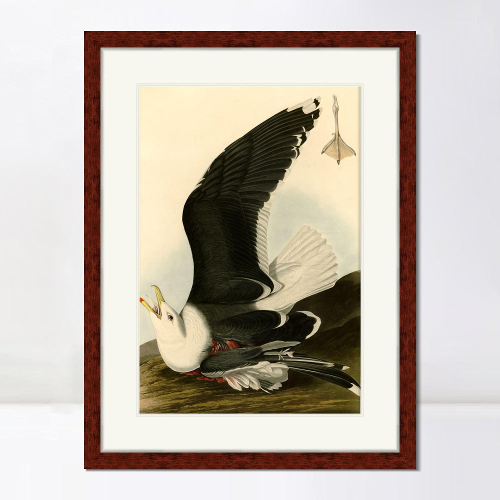 INVIN ART Framed Canvas Art Giclee Print Black Backed Gull by John James Audubon  Home Office Wall Art Decorations