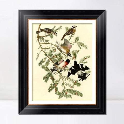 INVIN ART Framed Canvas Art Giclee Print Rose Breasted Grosbeak by John James Audubon Living Room Home Office Wall Art Decorations