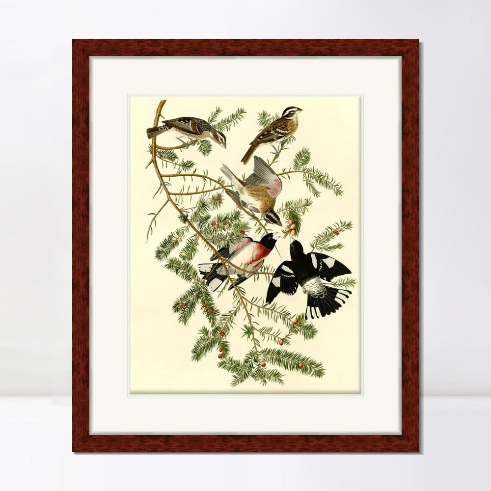 INVIN ART Framed Canvas Art Giclee Print Rose Breasted Grosbeak by John James Audubon  Home Office Wall Art Decorations