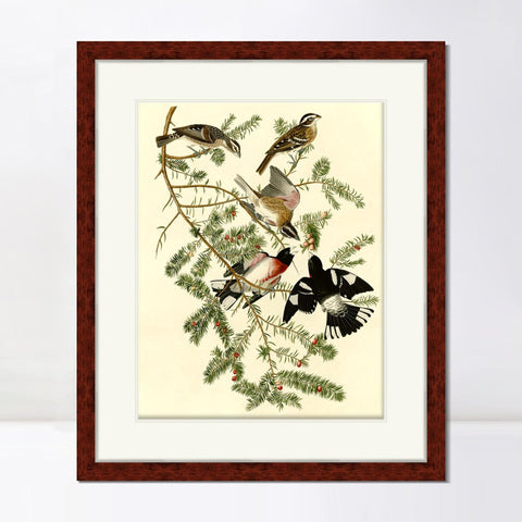 INVIN ART Framed Canvas Art Giclee Print Rose Breasted Grosbeak by John James Audubon Living Room Home Office Wall Art Decorations
