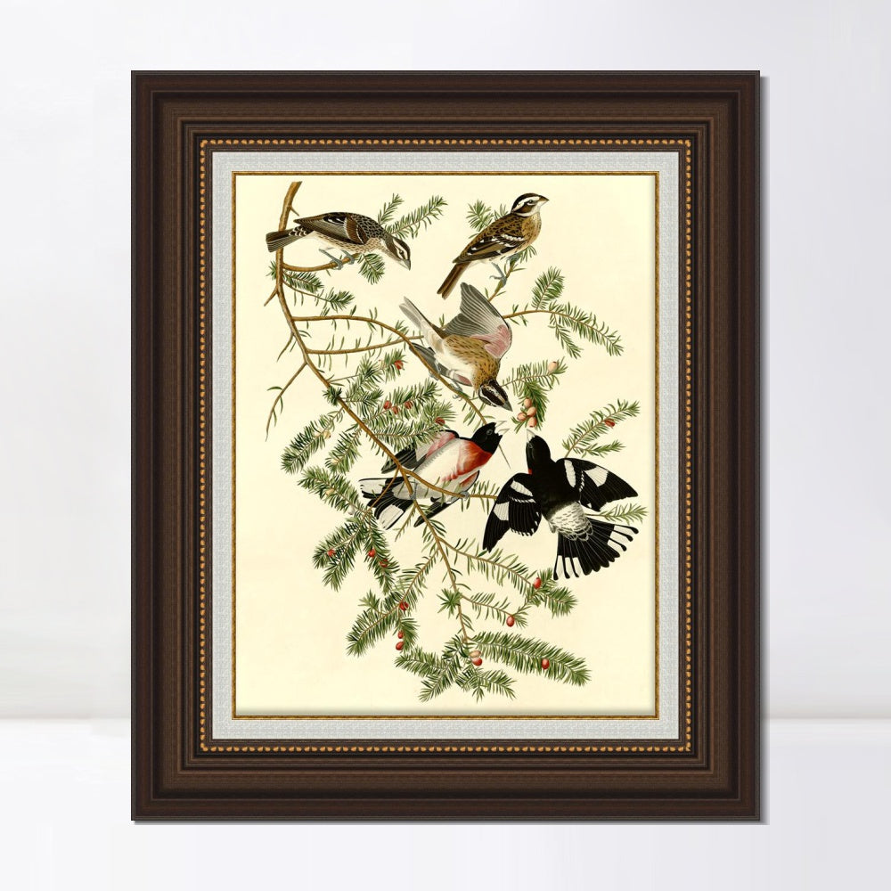 INVIN ART Framed Canvas Art Giclee Print Rose Breasted Grosbeak by John James Audubon  Home Office Wall Art Decorations