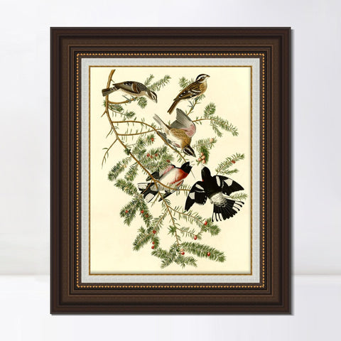 INVIN ART Framed Canvas Art Giclee Print Rose Breasted Grosbeak by John James Audubon Living Room Home Office Wall Art Decorations