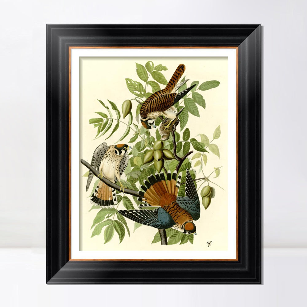 INVIN ART Framed Canvas Art Giclee Print Series#87 by John James Audubon  Home Office Wall Art Decorations