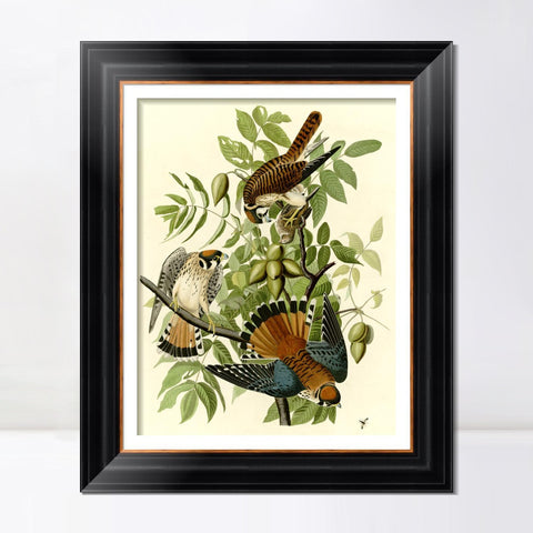 INVIN ART Framed Canvas Art Giclee Print Series#87 by John James Audubon Living Room Home Office Wall Art Decorations
