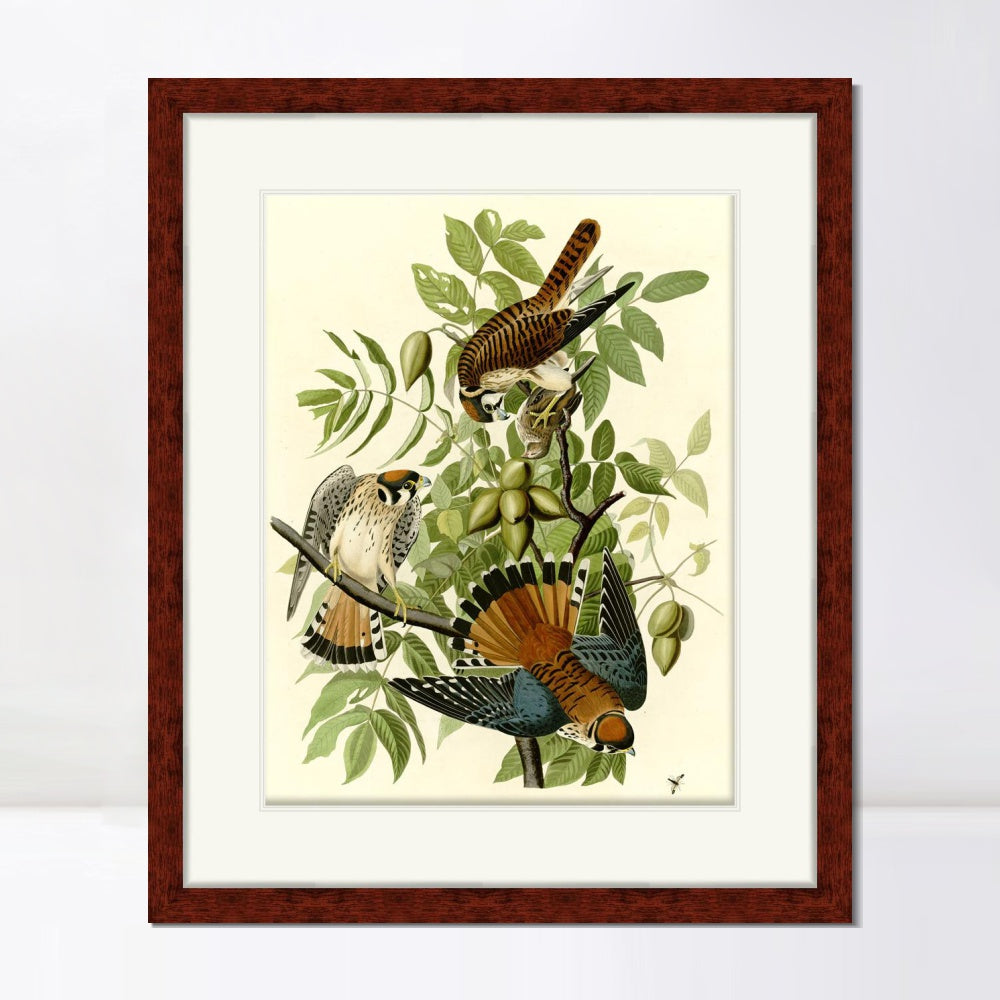 INVIN ART Framed Canvas Art Giclee Print Series#87 by John James Audubon  Home Office Wall Art Decorations