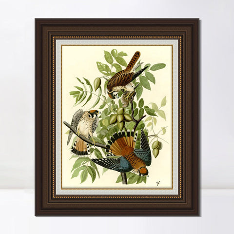 INVIN ART Framed Canvas Art Giclee Print Series#87 by John James Audubon Living Room Home Office Wall Art Decorations