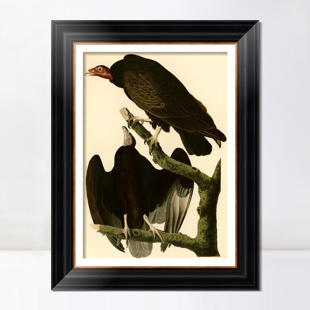 INVIN ART Framed Canvas Art Giclee Print Turkey Buzzard by John James Audubon  Home Office Wall Art Decorations