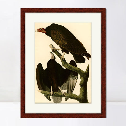 INVIN ART Framed Canvas Art Giclee Print Turkey Buzzard by John James Audubon Living Room Home Office Wall Art Decorations