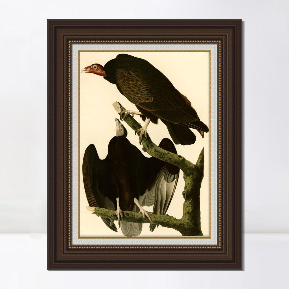 INVIN ART Framed Canvas Art Giclee Print Turkey Buzzard by John James Audubon  Home Office Wall Art Decorations