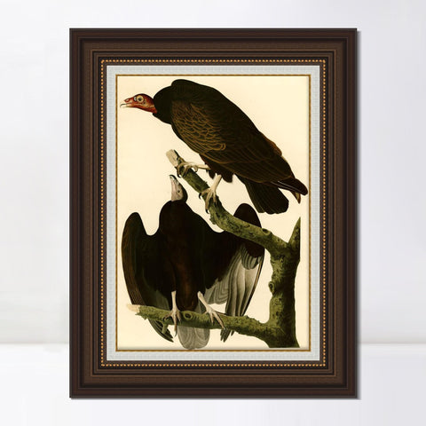 INVIN ART Framed Canvas Art Giclee Print Turkey Buzzard by John James Audubon Living Room Home Office Wall Art Decorations