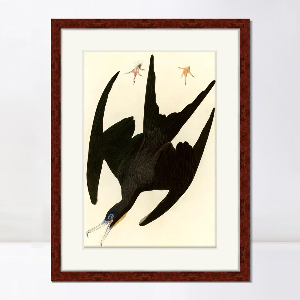 INVIN ART Framed Canvas Art Giclee Print Frigate Pelican by John James Audubon  Home Office Wall Art Decorations