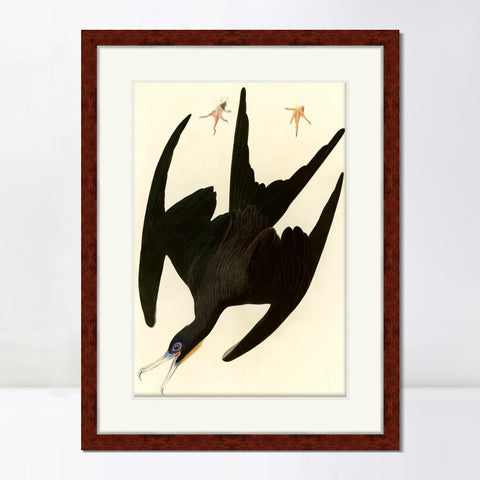 INVIN ART Framed Canvas Art Giclee Print Frigate Pelican by John James Audubon Living Room Home Office Wall Art Decorations