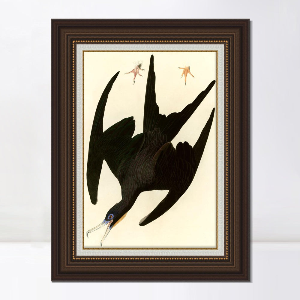 INVIN ART Framed Canvas Art Giclee Print Frigate Pelican by John James Audubon  Home Office Wall Art Decorations