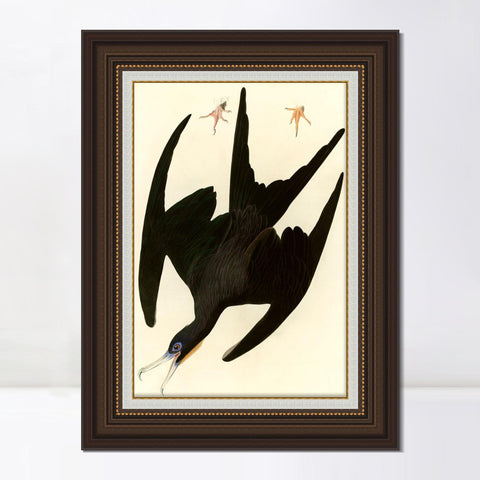 INVIN ART Framed Canvas Art Giclee Print Frigate Pelican by John James Audubon Living Room Home Office Wall Art Decorations