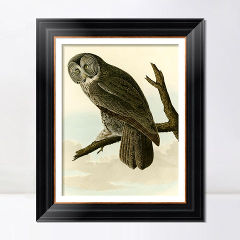 INVIN ART Framed Canvas Art Giclee Print Great Cinereous Owl by John James Audubon Living Room Home Office Wall Art Decorations