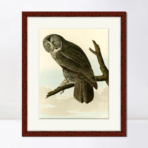 INVIN ART Framed Canvas Art Giclee Print Great Cinereous Owl by John James Audubon Living Room Home Office Wall Art Decorations