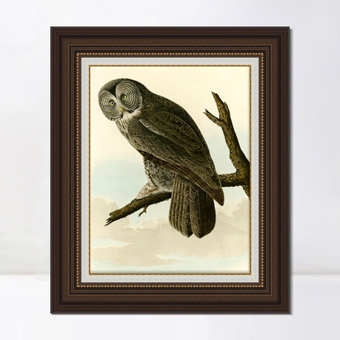 INVIN ART Framed Canvas Art Giclee Print Great Cinereous Owl by John James Audubon Living Room Home Office Wall Art Decorations
