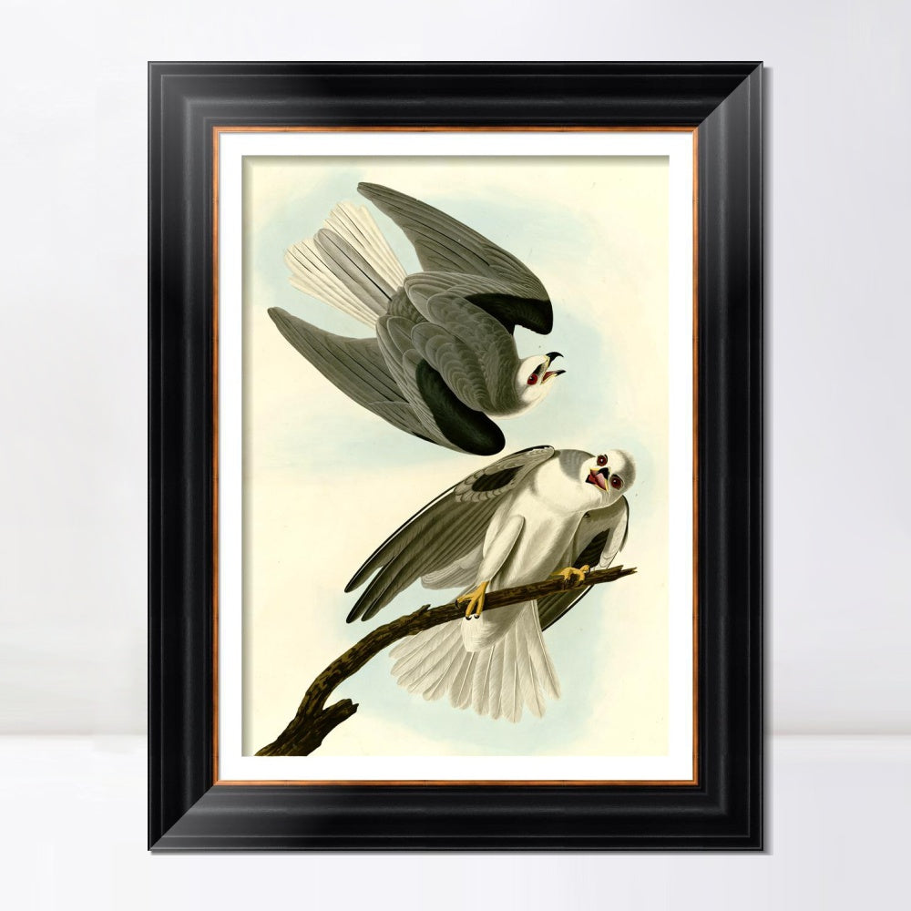 INVIN ART Framed Canvas Art Giclee Print Black Winged Hawk by John James Audubon  Home Office Wall Art Decorations