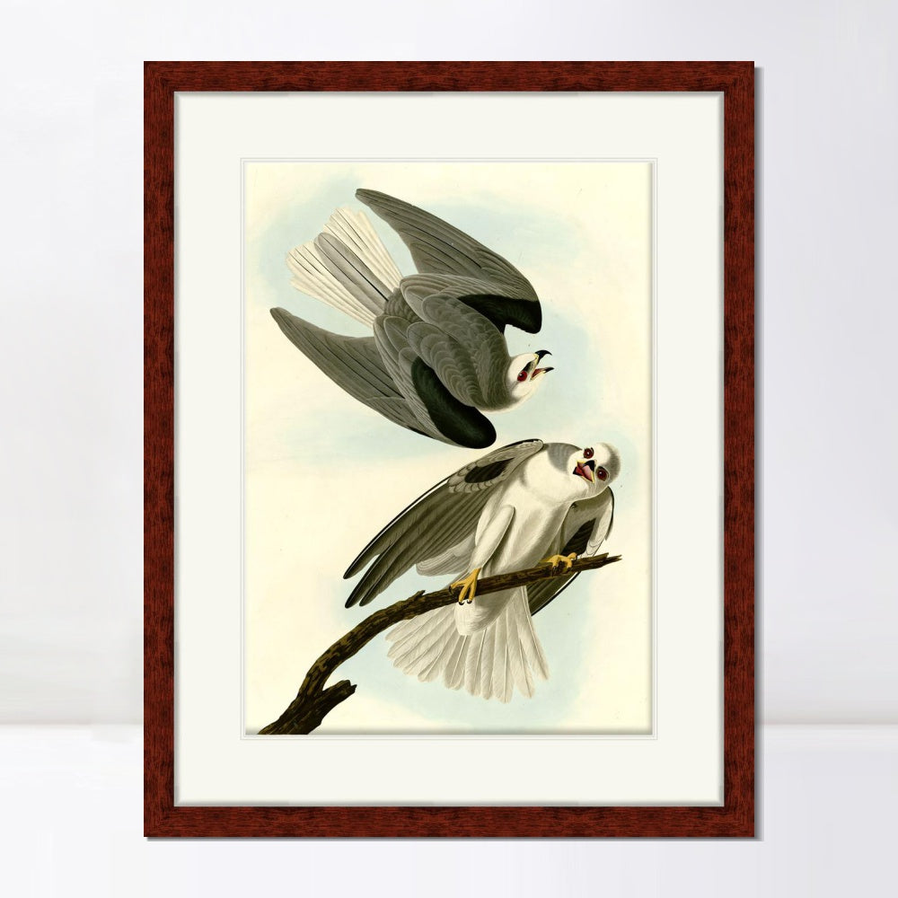 INVIN ART Framed Canvas Art Giclee Print Black Winged Hawk by John James Audubon  Home Office Wall Art Decorations