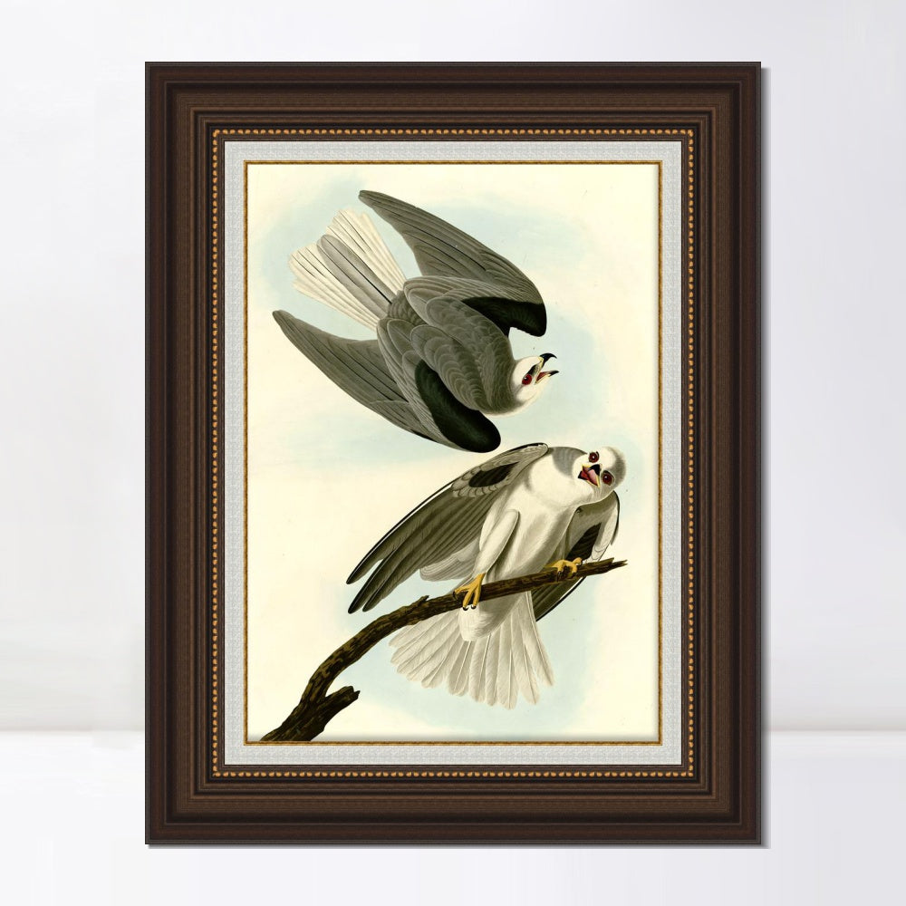 INVIN ART Framed Canvas Art Giclee Print Black Winged Hawk by John James Audubon  Home Office Wall Art Decorations