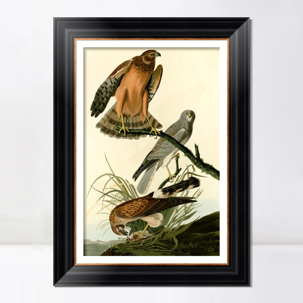 INVIN ART Framed Canvas Art Giclee Print Marsh Hawk by John James Audubon  Home Office Wall Art Decorations