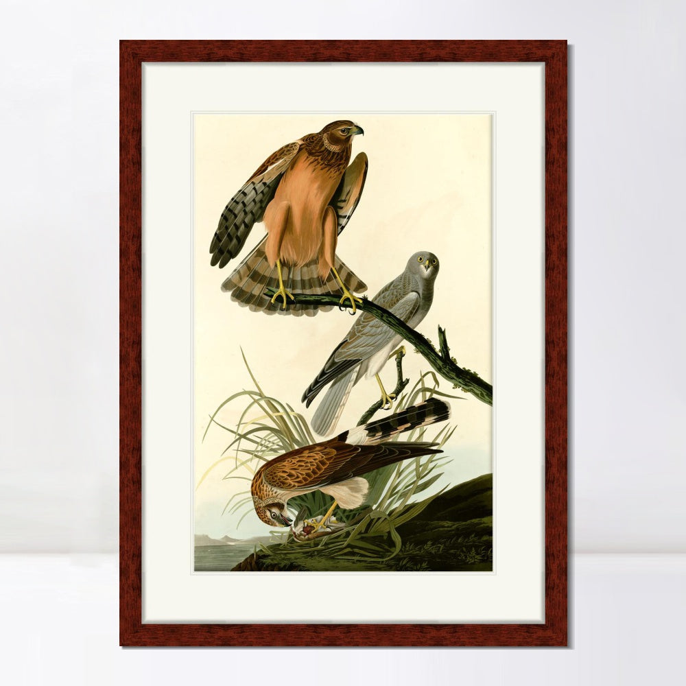 INVIN ART Framed Canvas Art Giclee Print Marsh Hawk by John James Audubon  Home Office Wall Art Decorations
