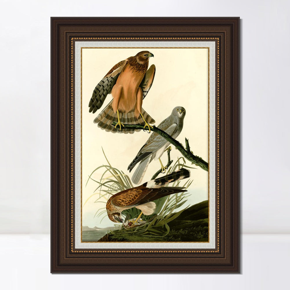 INVIN ART Framed Canvas Art Giclee Print Marsh Hawk by John James Audubon  Home Office Wall Art Decorations