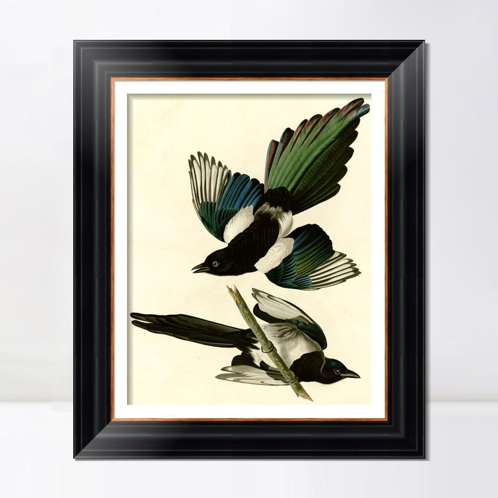 INVIN ART Framed Canvas Art Giclee Print American Magpie by John James Audubon  Home Office Wall Art Decorations