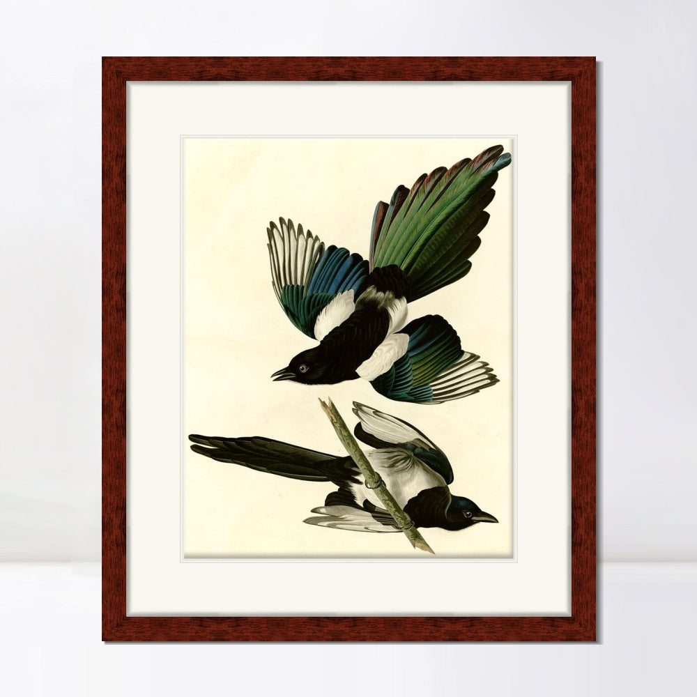 INVIN ART Framed Canvas Art Giclee Print American Magpie by John James Audubon  Home Office Wall Art Decorations