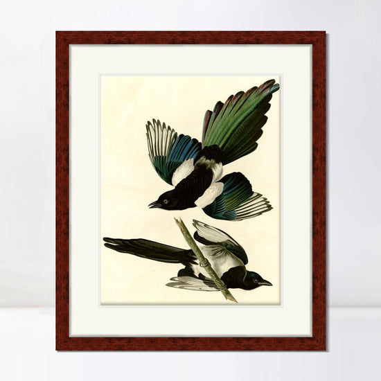 INVIN ART Framed Canvas Art Giclee Print American Magpie by John James AudubonHome Office Wall Art Decorations