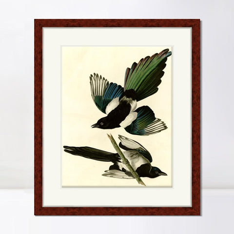 INVIN ART Framed Canvas Art Giclee Print American Magpie by John James Audubon Living Room Home Office Wall Art Decorations