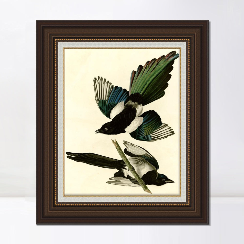 INVIN ART Framed Canvas Art Giclee Print American Magpie by John James Audubon  Home Office Wall Art Decorations