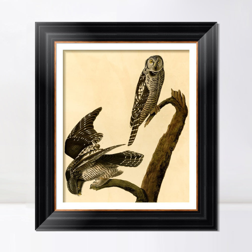 INVIN ART Framed Canvas Art Giclee Print Hawk Owl by John James Audubon  Home Office Wall Art Decorations