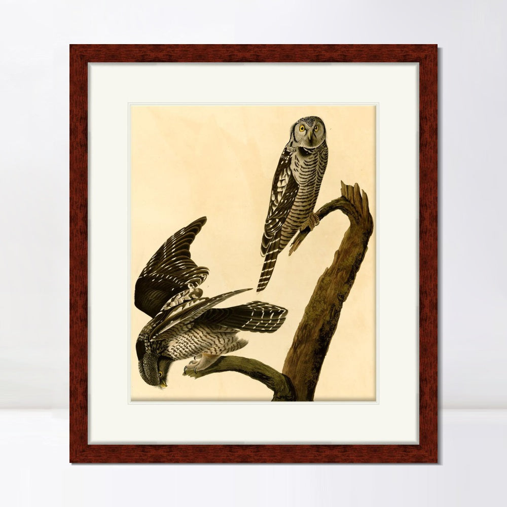 INVIN ART Framed Canvas Art Giclee Print Hawk Owl by John James Audubon  Home Office Wall Art Decorations