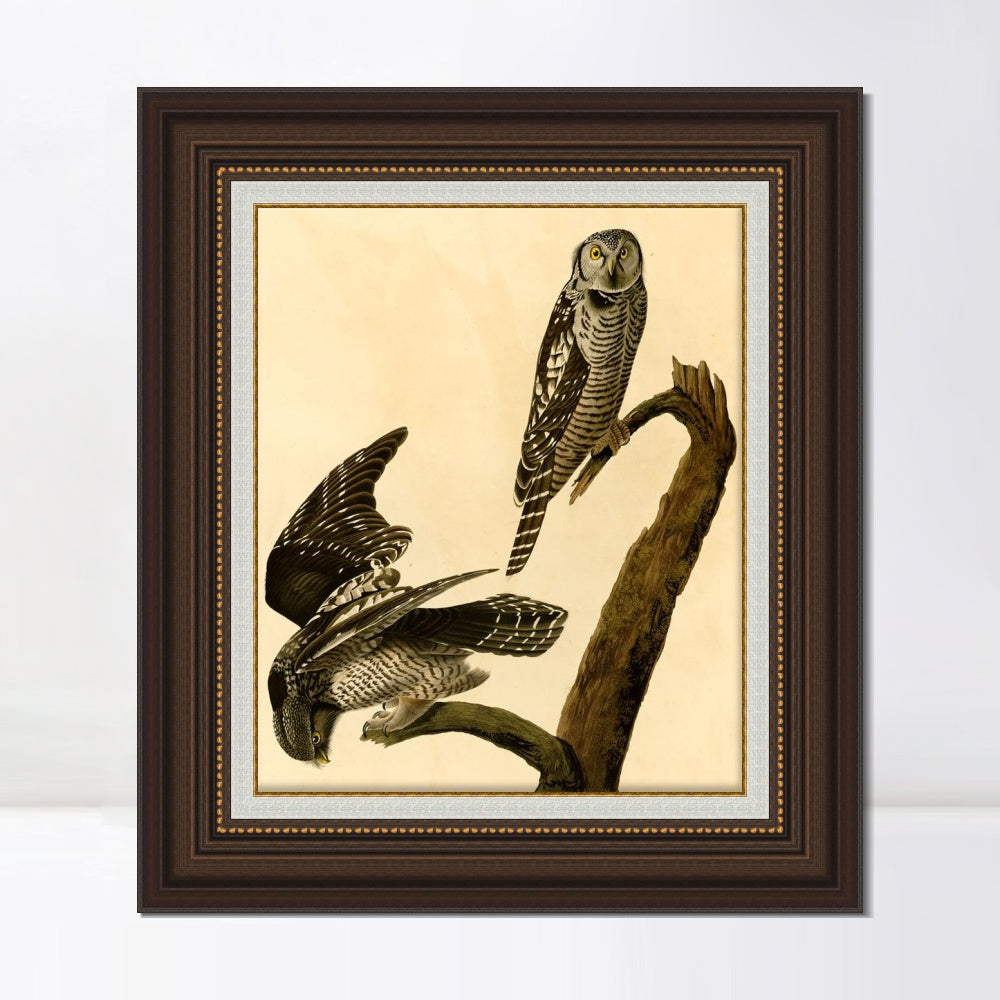 INVIN ART Framed Canvas Art Giclee Print Hawk Owl by John James Audubon  Home Office Wall Art Decorations