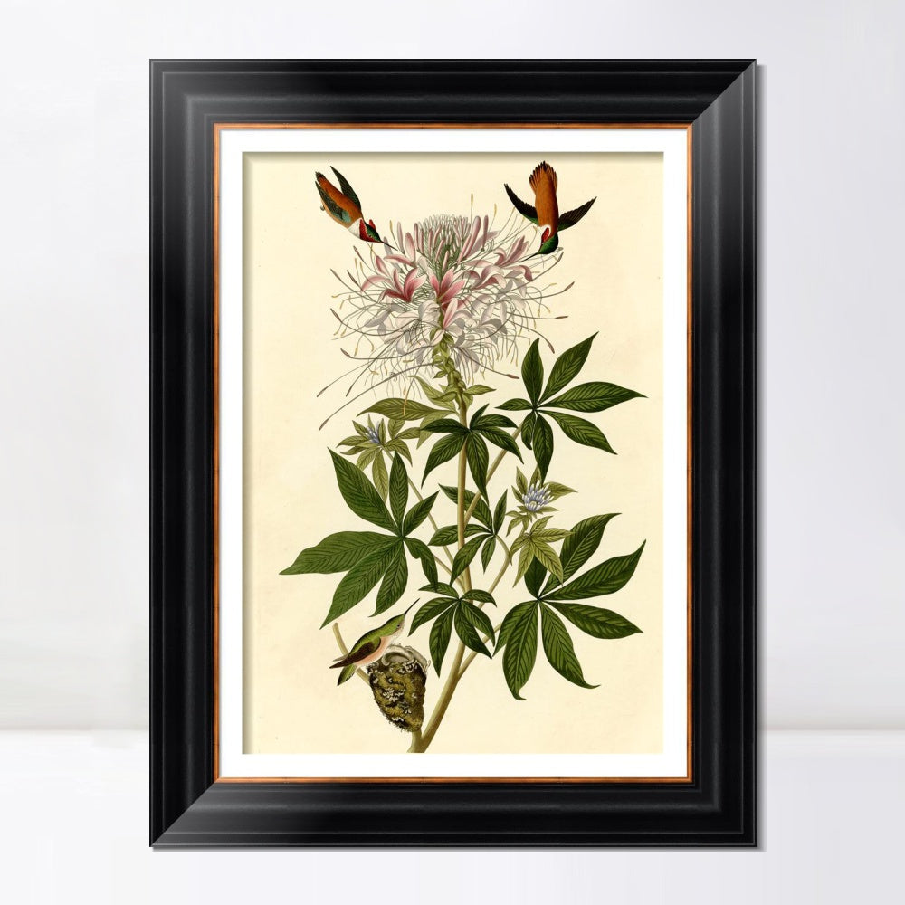 INVIN ART Framed Canvas Art Giclee Print Ruff necked Humming bird by John James Audubon  Home Office Wall Art Decorations