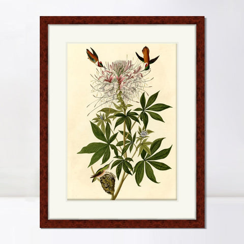 INVIN ART Framed Canvas Art Giclee Print Ruff necked Humming bird by John James Audubon Living Room Home Office Wall Art Decorations