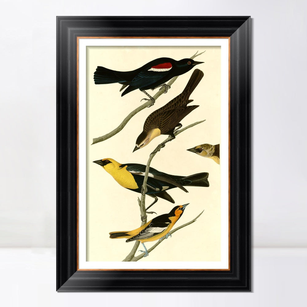 INVIN ART Framed Canvas Art Giclee Print Yellow headed Troopial by John James Audubon  Home Office Wall Art Decorations
