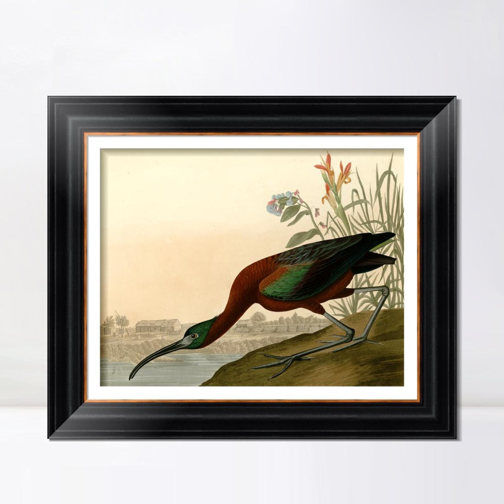 INVIN ART Framed Canvas Art Giclee Print Glossy Ibis by John James Audubon  Home Office Wall Art Decorations