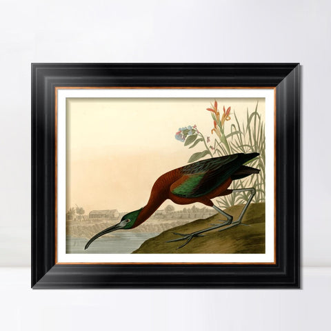 INVIN ART Framed Canvas Art Giclee Print Glossy Ibis by John James Audubon Living Room Home Office Wall Art Decorations
