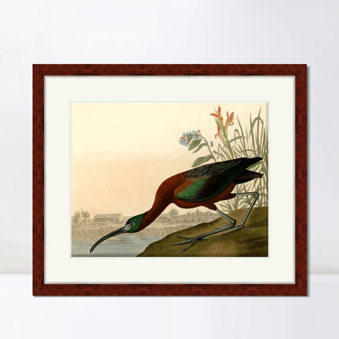 INVIN ART Framed Canvas Art Giclee Print Glossy Ibis by John James Audubon Living Room Home Office Wall Art Decorations