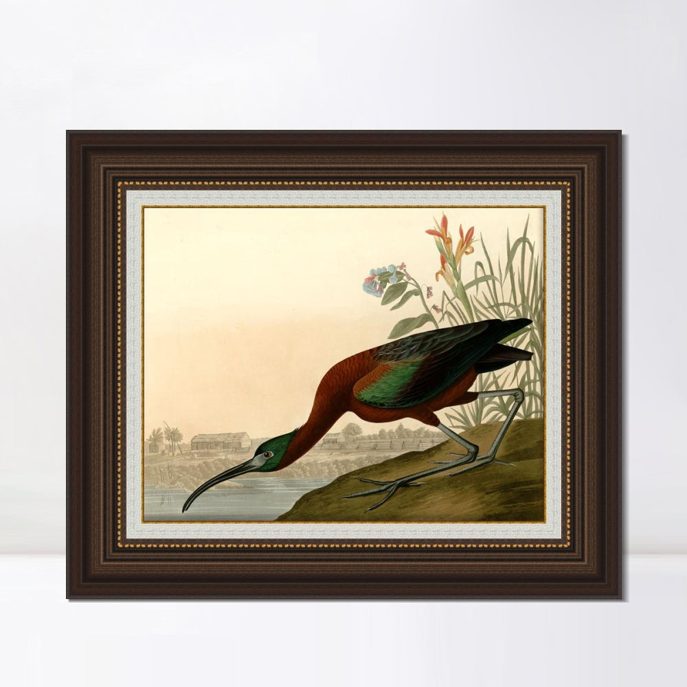 INVIN ART Framed Canvas Art Giclee Print Glossy Ibis by John James Audubon  Home Office Wall Art Decorations